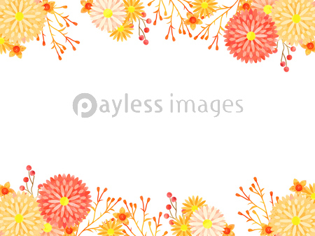アスターと菊のイラストフレーム 商用利用可能な写真素材 イラスト素材ならストックフォトの定額制ペイレスイメージズ