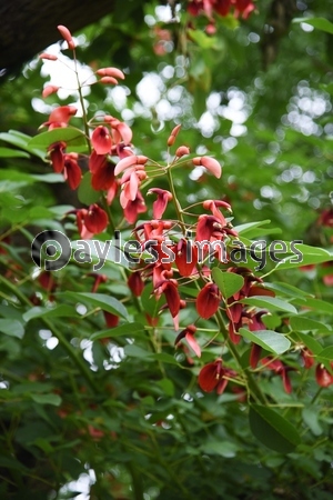 アメリカデイゴ 南米ブラジル原産の情熱的な花姿で和名はカイコウズ 海紅豆 鹿児島県の県木 商用利用可能な写真素材 イラスト素材ならストックフォトの定額制ペイレスイメージズ