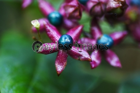 クサギ 臭木 の花と実 葉に悪臭があることからこの名が付いたが若葉は山菜で 果実の青色色素は草木染の原料 商用利用可能な写真素材 イラスト素材ならストックフォトの定額制ペイレスイメージズ