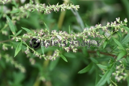 ヨモギ 蓬 の花 ヨモギの花は風媒花で秋の花粉症の原因植物だがヨモギ餅などの食材や灸のもぐさ また漢方薬にも利用される有用植物でもある 商用利用可能な写真素材 イラスト素材ならストックフォトの定額制ペイレスイメージズ