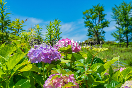 青空の高塔山公園に咲く満開のアジサイ ストックフォトの定額制ペイレスイメージズ