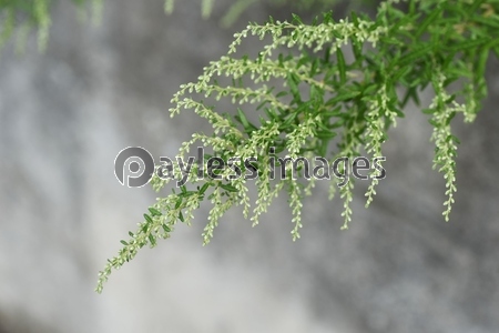 ヨモギ 蓬 の花 ヨモギの花は風媒花で秋の花粉症の原因植物だがヨモギ餅などの食材や灸のもぐさ また漢方薬にも利用される有用植物でもある 商用利用可能な写真素材 イラスト素材ならストックフォトの定額制ペイレスイメージズ