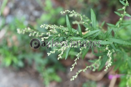 ヨモギ 蓬 の花 ヨモギの花は風媒花で秋の花粉症の原因植物だがヨモギ餅などの食材や灸のもぐさ また漢方薬にも利用される有用植物でもある 商用利用可能な写真素材 イラスト素材ならストックフォトの定額制ペイレスイメージズ