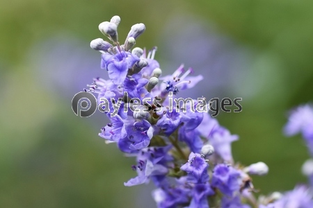 セイヨウニンジンボク（西洋人参木）の花 / 和名は葉が
