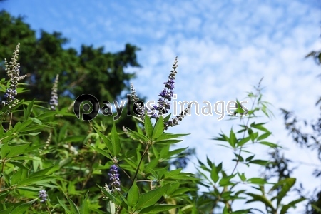 チョウセンニンジン木 チョウセンニンジン木 苗木