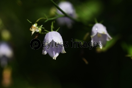 下向き花の写真 イラスト素材 写真素材 ストックフォトの定額制ペイレスイメージズ