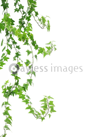 ���ʥ����ӡ�