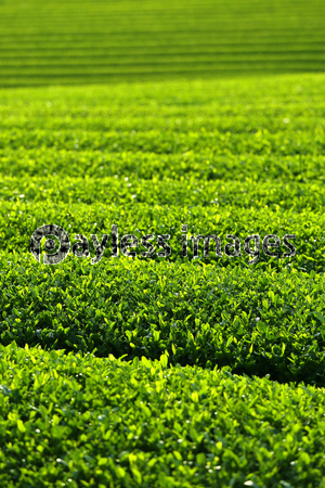 ��������Ȫ