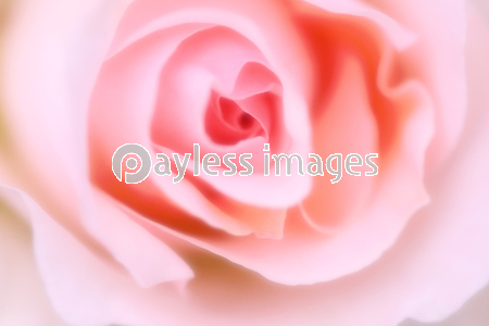 ���եȤʥХ�Υ��᡼��