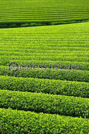 ��������Ȫ