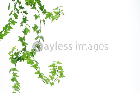 ���ʥ����ӡ�