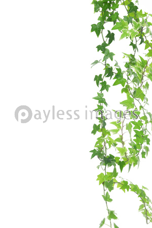 ���ʥ����ӡ�