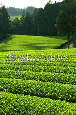 ��������Ȫ