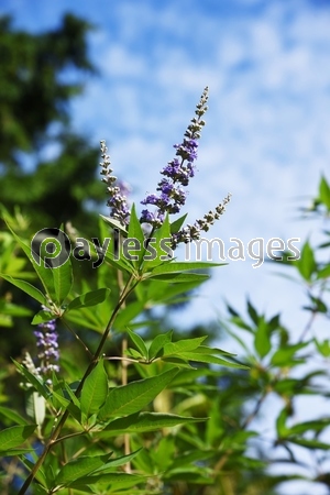 セイヨウニンジンボク（西洋人参木）の花 / 和名は葉がチョウセン