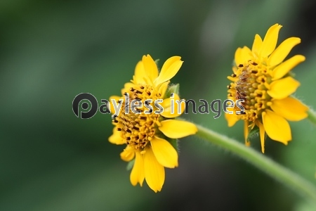 ヤーコンの花 ヤーコンは究極のダイエット野菜でオリゴ糖 ポリフェノール 食物繊維を含み美肌効果 不老長寿の健康野菜 商用利用可能な写真素材 イラスト素材ならストックフォトの定額制ペイレスイメージズ