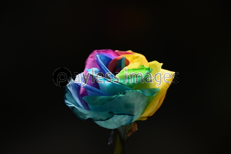 横からみたコスモス 商用利用可能な写真素材 イラスト素材ならストックフォトの定額制ペイレスイメージズ