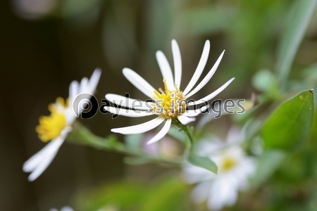 �Υ����Υ����������åײ���