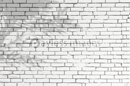 木の陰が落ちる白レンガの壁 商用利用可能な写真素材 イラスト素材ならストックフォトの定額制ペイレスイメージズ