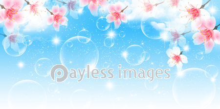 桜 風景 春 背景 商用利用可能な写真素材 イラスト素材ならストックフォトの定額制ペイレスイメージズ