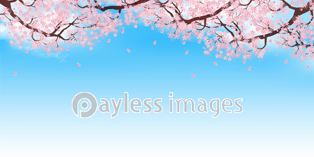 桜 風景 春 背景 ストックフォトの定額制ペイレスイメージズ