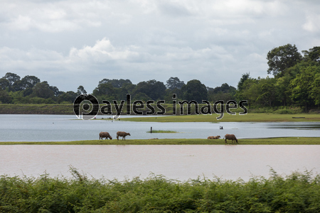 タイ東北部イサーン地方の湖のほとりの牛
