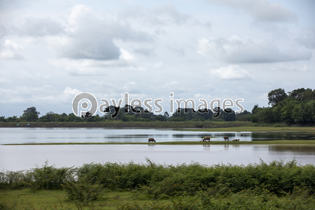 タイ東北部イサーン地方の湖のほとりの牛