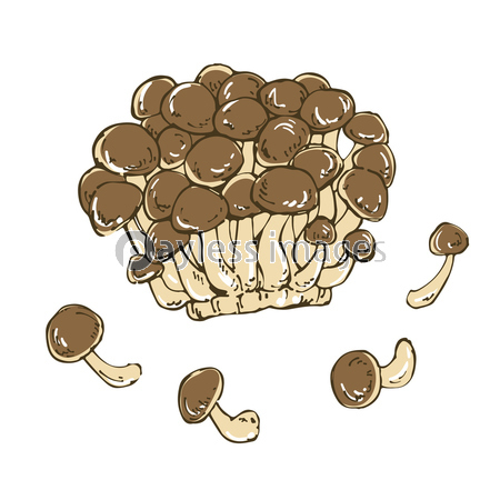 ぶなしめじ 野菜の手描きスケッチイラスト 商用利用可能な写真素材 イラスト素材ならストックフォトの定額制ペイレスイメージズ