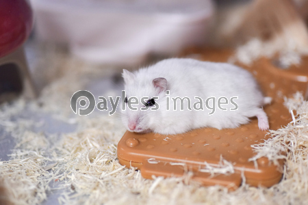 ジャンガリアンハムスター 商用利用可能な写真素材 イラスト素材ならストックフォトの定額制ペイレスイメージズ ジャンガリアンハムスター 商用利用可能な写真素材 イラスト素材ならストックフォトの定額制ペイレスイメージズ