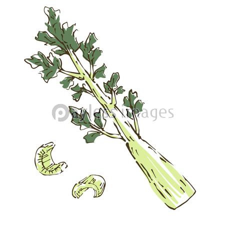 セロリ 野菜の手描きスケッチイラスト 商用利用可能な写真素材 イラスト素材ならストックフォトの定額制ペイレスイメージズ