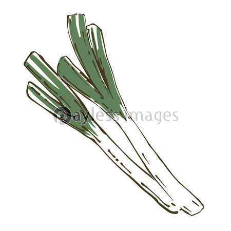 長ねぎ 野菜の手描きスケッチイラスト 商用利用可能な写真素材 イラスト素材ならストックフォトの定額制ペイレスイメージズ