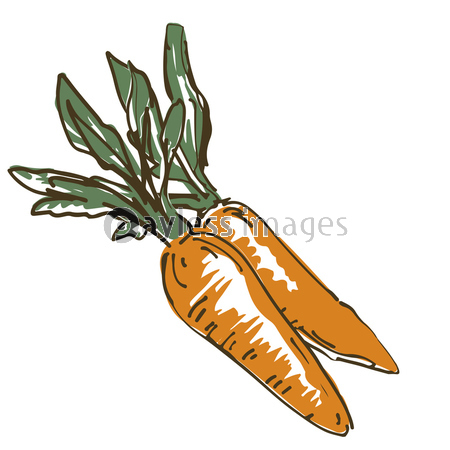 じゃがいも 野菜の手描きスケッチイラスト 商用利用可能な写真素材 イラスト素材ならストックフォトの定額制ペイレスイメージズ じゃがいも 野菜の手描きスケッチイラスト 商用利用可能な写真素材 イラスト素材ならストックフォトの定額制ペイレスイメージズ