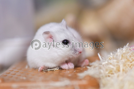 ����󥬥ꥢ��ϥॹ����