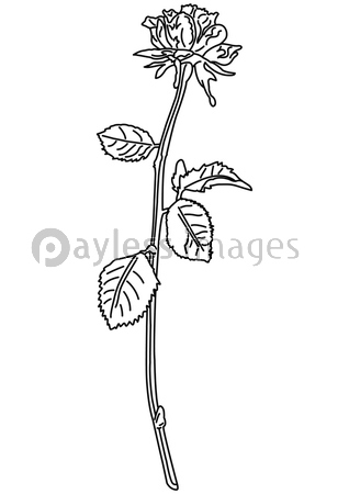 一輪の薔薇の線画 商用利用可能な写真素材 イラスト素材ならストックフォトの定額制ペイレスイメージズ