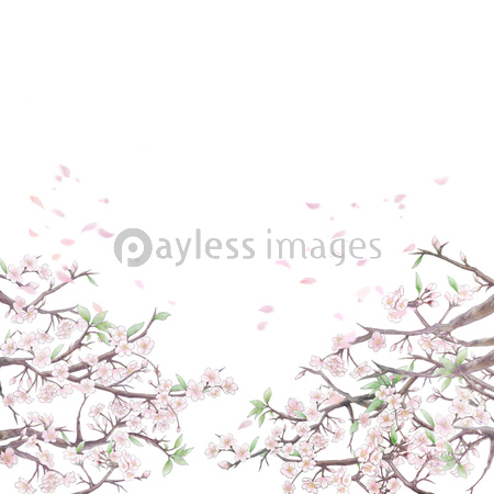 桜と花びらの背景イラスト3 白背景 商用利用可能な写真素材 イラスト素材ならストックフォトの定額制ペイレスイメージズ