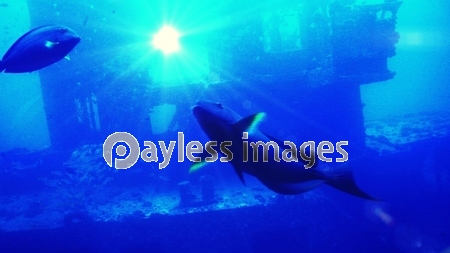 沈没船と魚 商用利用可能な写真素材 イラスト素材ならストックフォトの定額制ペイレスイメージズ