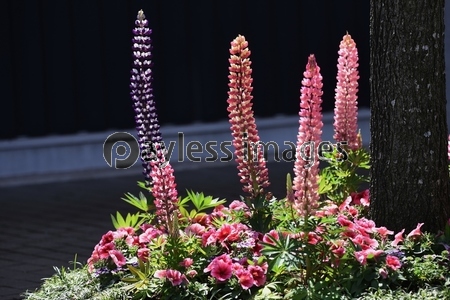 寄せ植えのルピナス ストックフォトの定額制ペイレスイメージズ