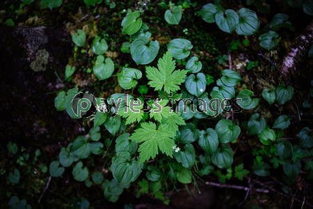 湿気の多い森の植物 ストックフォトの定額制ペイレスイメージズ