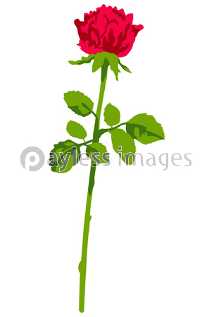 一輪の薔薇を持った手のイラスト ピンク色の背景 商用利用可能な写真素材 イラスト素材ならストックフォトの定額制ペイレスイメージズ 一輪の薔薇を持った手のイラスト ピンク色の背景 商用利用可能な写真素材 イラスト素材ならストックフォトの定額制ペイレスイメージズ
