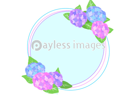 梅雨 あじさいと水滴の丸型フレーム 商用利用可能な写真素材 イラスト素材ならストックフォトの定額制ペイレスイメージズ