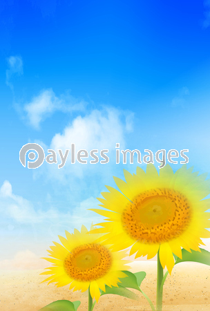 海 ひまわり 風景 商用利用可能な写真素材 イラスト素材ならストックフォトの定額制ペイレスイメージズ