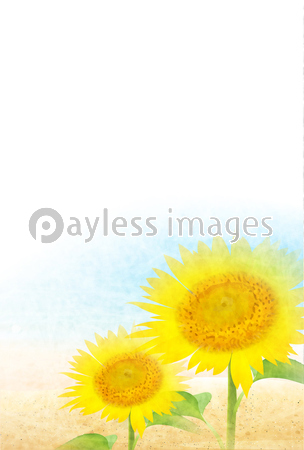 海 ひまわり 風景 商用利用可能な写真素材 イラスト素材ならストックフォトの定額制ペイレスイメージズ