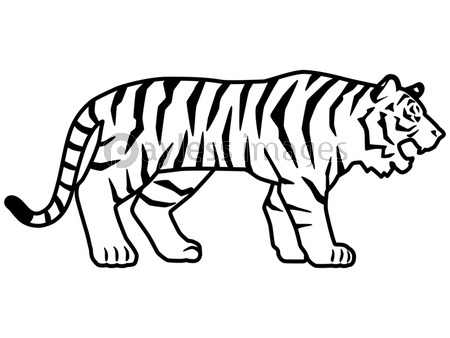 虎のシルエットもしくは線画のイラスト素材 横向き ジャンプ 商用利用可能な写真素材 イラスト素材ならストックフォトの定額制ペイレスイメージズ