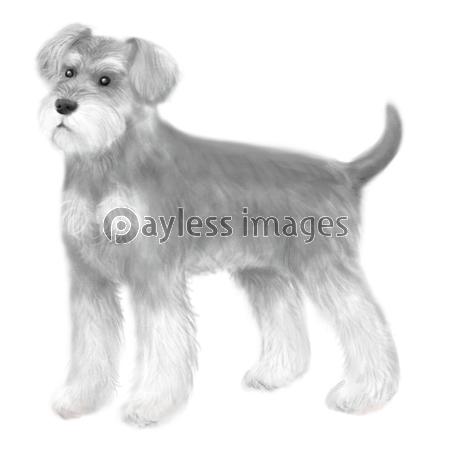 手描きのリボンと吹き出しのイラスト 商用利用可能な写真素材 イラスト素材ならストックフォトの定額制ペイレスイメージズ