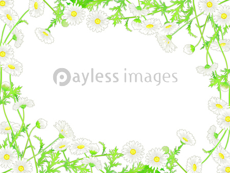 手描きの花 マーガレットのイラストフレーム 商用利用可能な写真素材 イラスト素材ならストックフォトの定額制ペイレスイメージズ