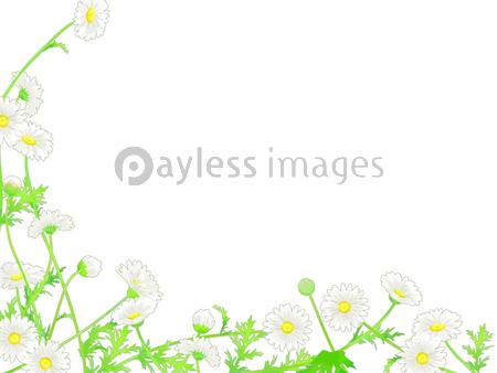 手描きの花 マーガレットのイラストフレーム 商用利用可能な写真素材 イラスト素材ならストックフォトの定額制ペイレスイメージズ