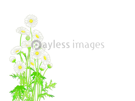 手描きの花 マーガレットのイラストフレーム 商用利用可能な写真素材 イラスト素材ならストックフォトの定額制ペイレスイメージズ