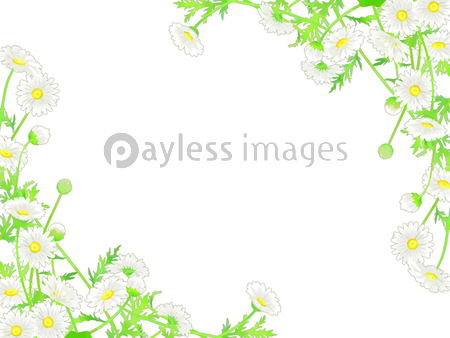 手描きの花 マーガレットのイラストフレーム 商用利用可能な写真素材 イラスト素材ならストックフォトの定額制ペイレスイメージズ
