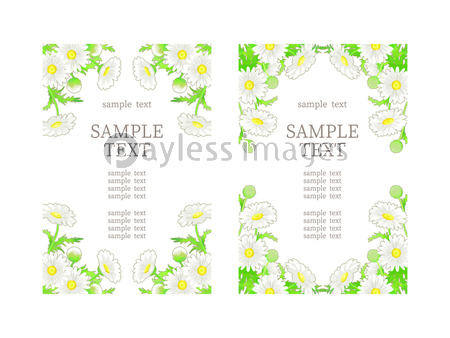 手描きの花 マーガレットのイラストフレーム 商用利用可能な写真素材 イラスト素材ならストックフォトの定額制ペイレスイメージズ