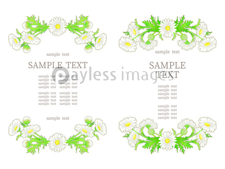 手描きの花 マーガレットのイラストフレーム 商用利用可能な写真素材 イラスト素材ならストックフォトの定額制ペイレスイメージズ