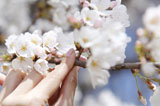 桜の枝を持つ手